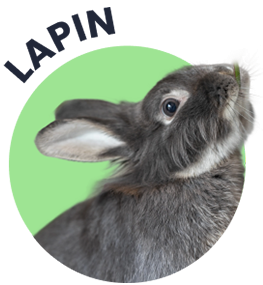 Soins pour lapin
