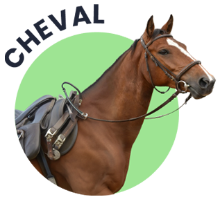 Soins pour cheval