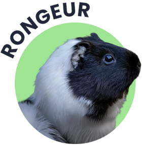 Soins pour rongeur