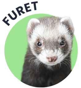 Soins pour furet