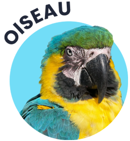 Soins pour oiseau