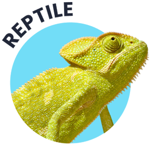 Soins pour reptile