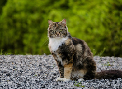 Parasites chez le chat : les signes à repérer et les gestes de prévention