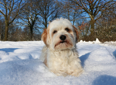 Conseil santé hiver : protégez la peau et les pattes de vos animaux