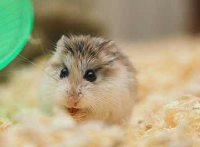 Rongeurs : comment éviter les problèmes dentaires et reconnaître les signes d’alerte